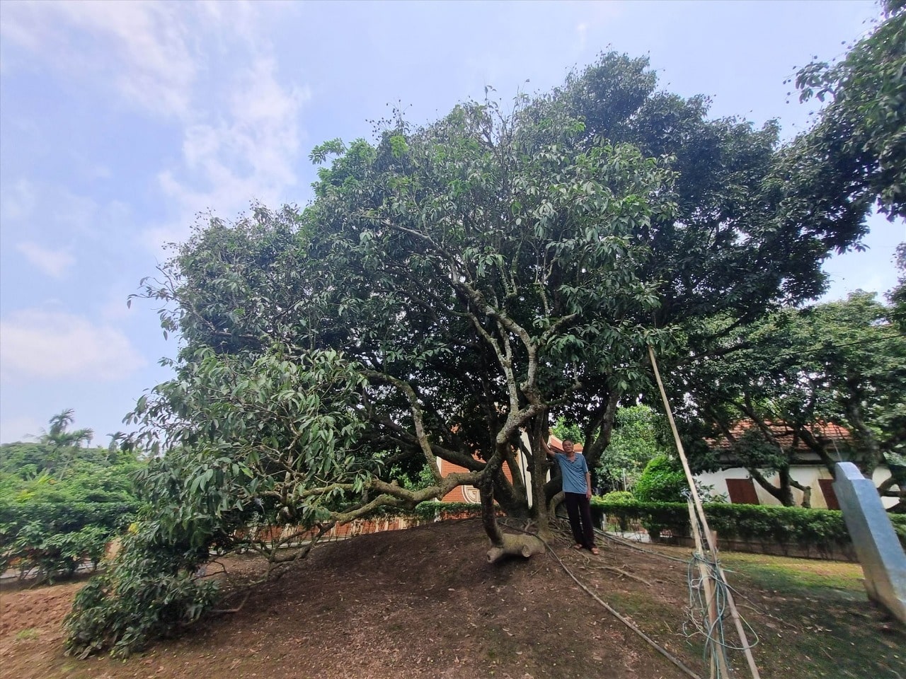 Cây vải tổ Thanh Hà địa chỉ cây vải tổ Thanh Hà