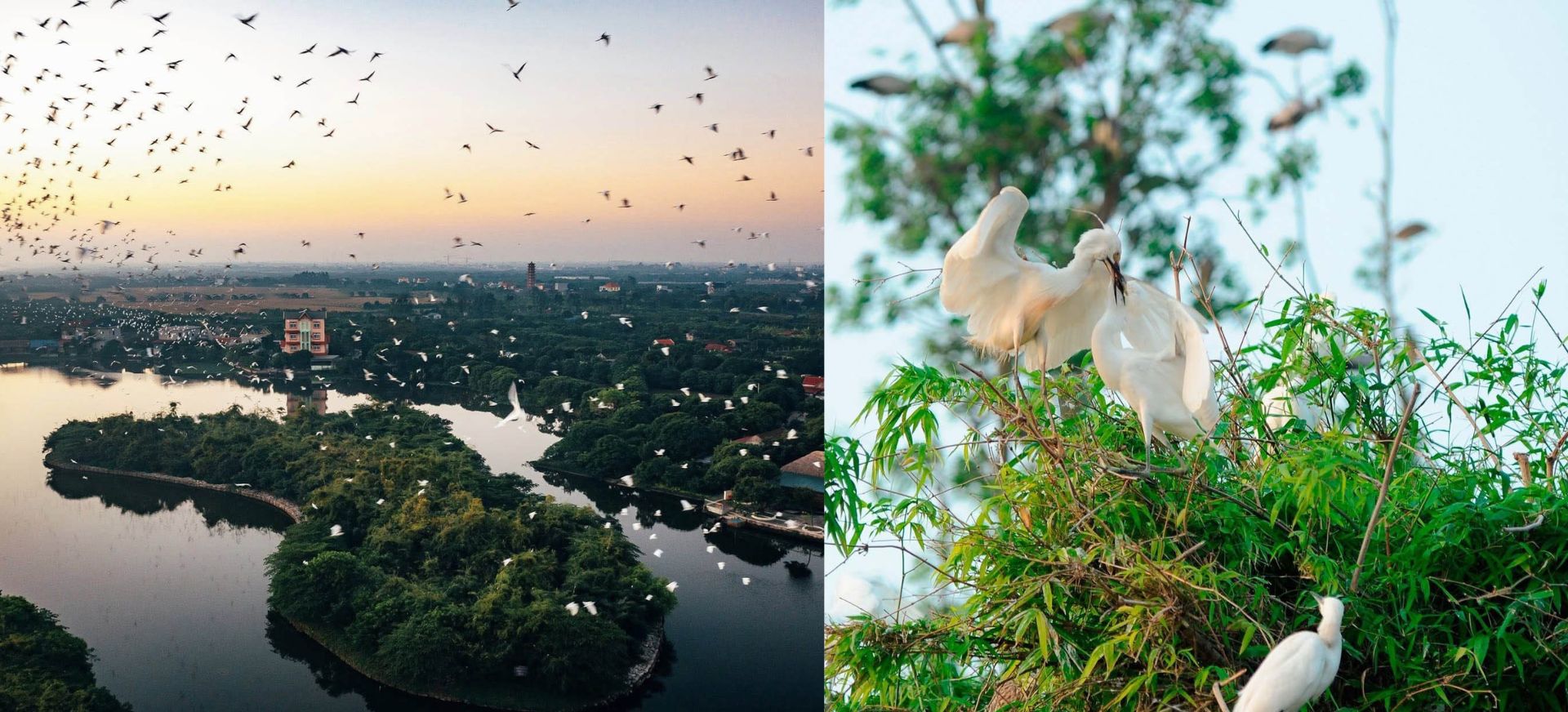 Đảo Cò Chi Lăng Nam