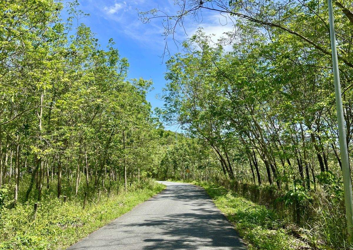 Đường đi đến Suối Trúc 