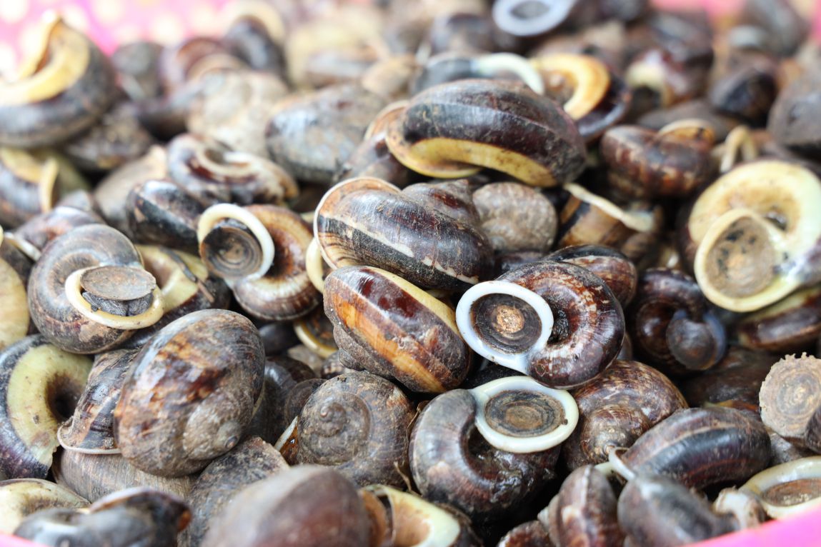 Giá ốc núi Tây Ninh