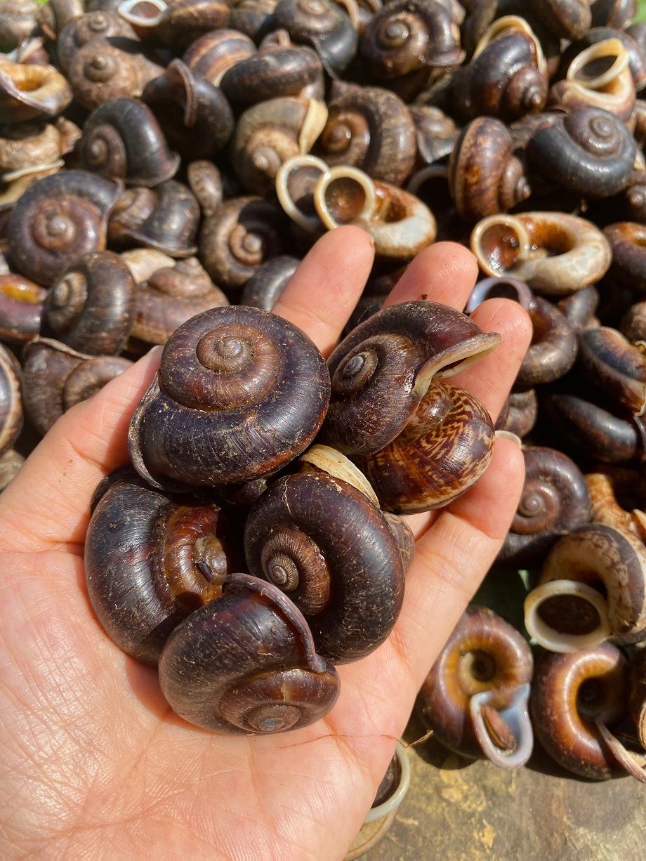 Giới thiệu ốc núi Tây Ninh