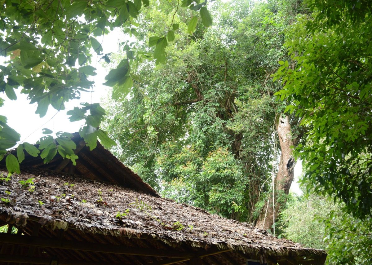 Rừng Chàng Riệc Hệ sinh thái rừng Chàng Riệc