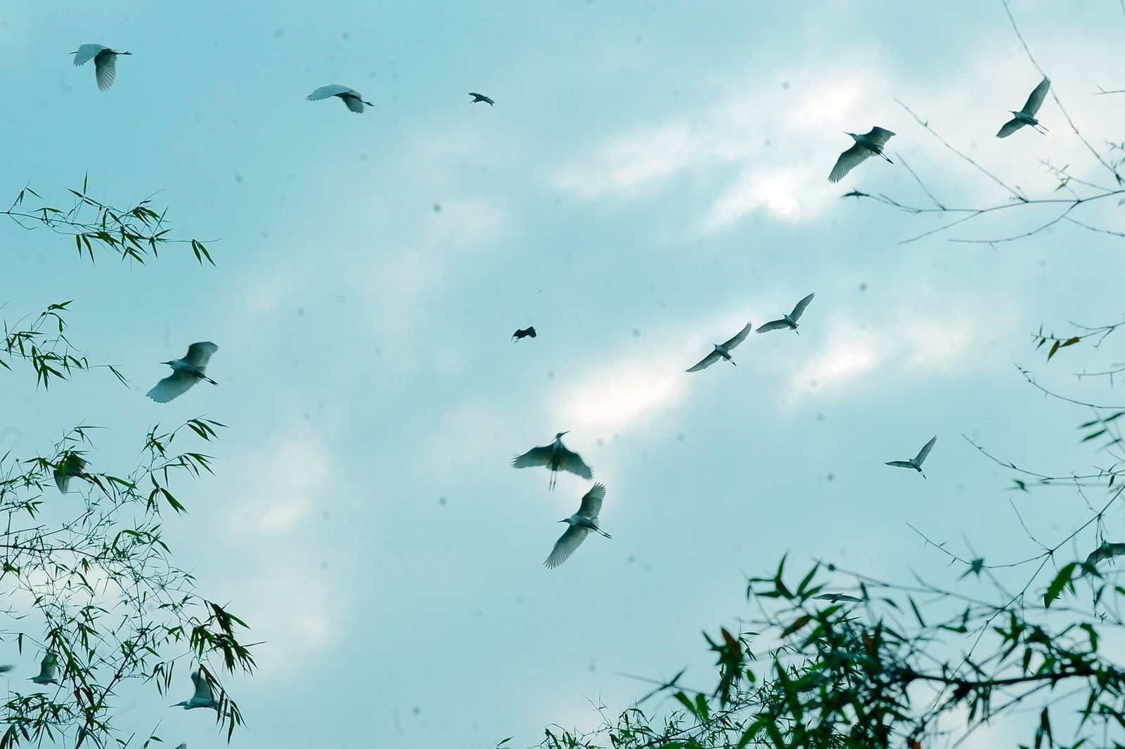 Đảo Cò Chi Lăng Nam Hệ sinh thái tại Đảo Cò