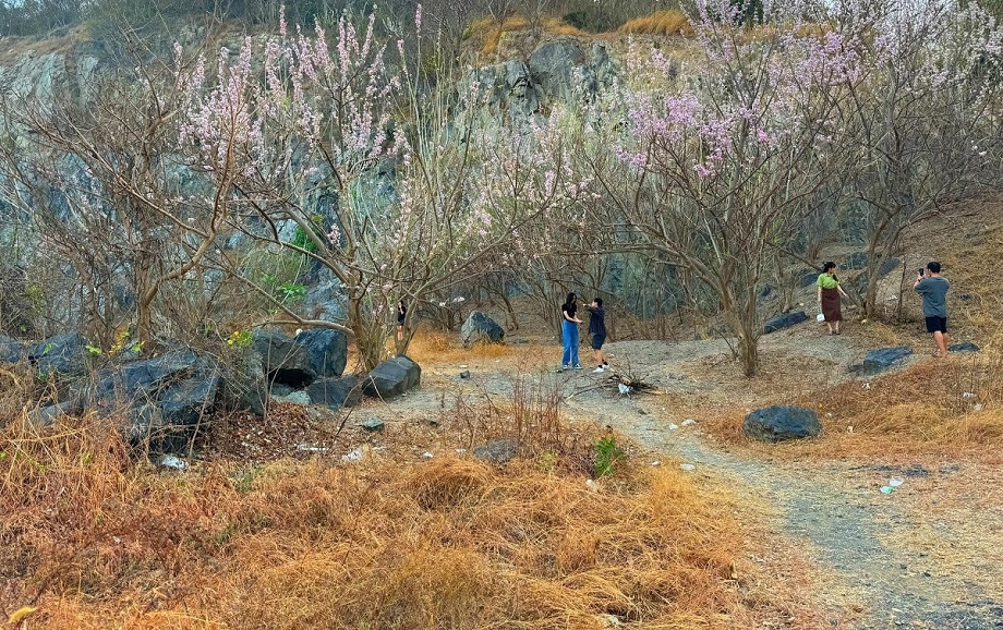 Hoa đỗ mai đồi Con Heo