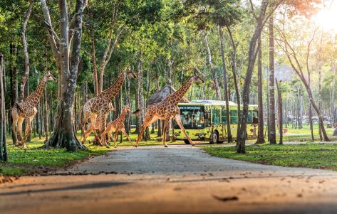 Thỏa thích khám phá thiên nhiên tại Vinpearl Safari Phú Quốc