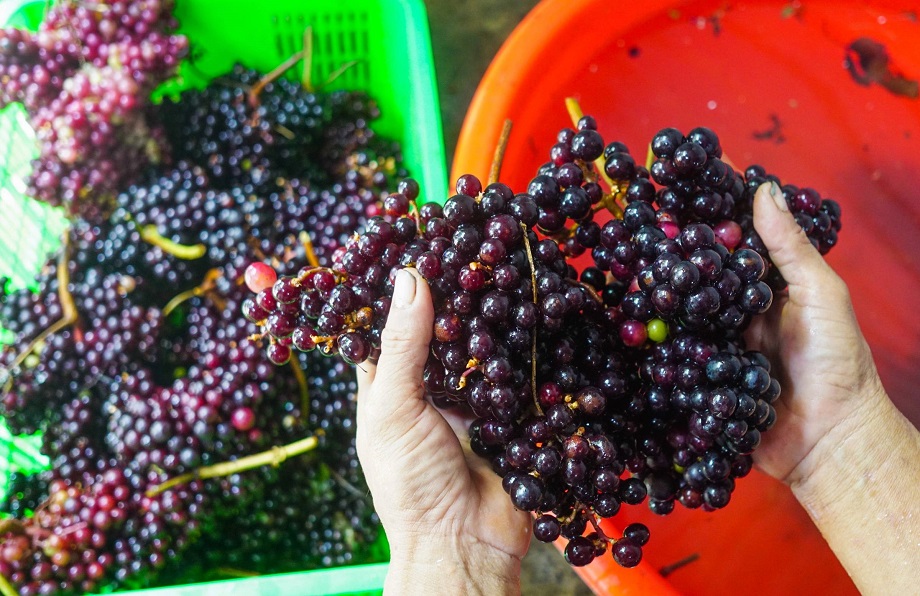 Lưu ý đi vườn nho Tây Ninh