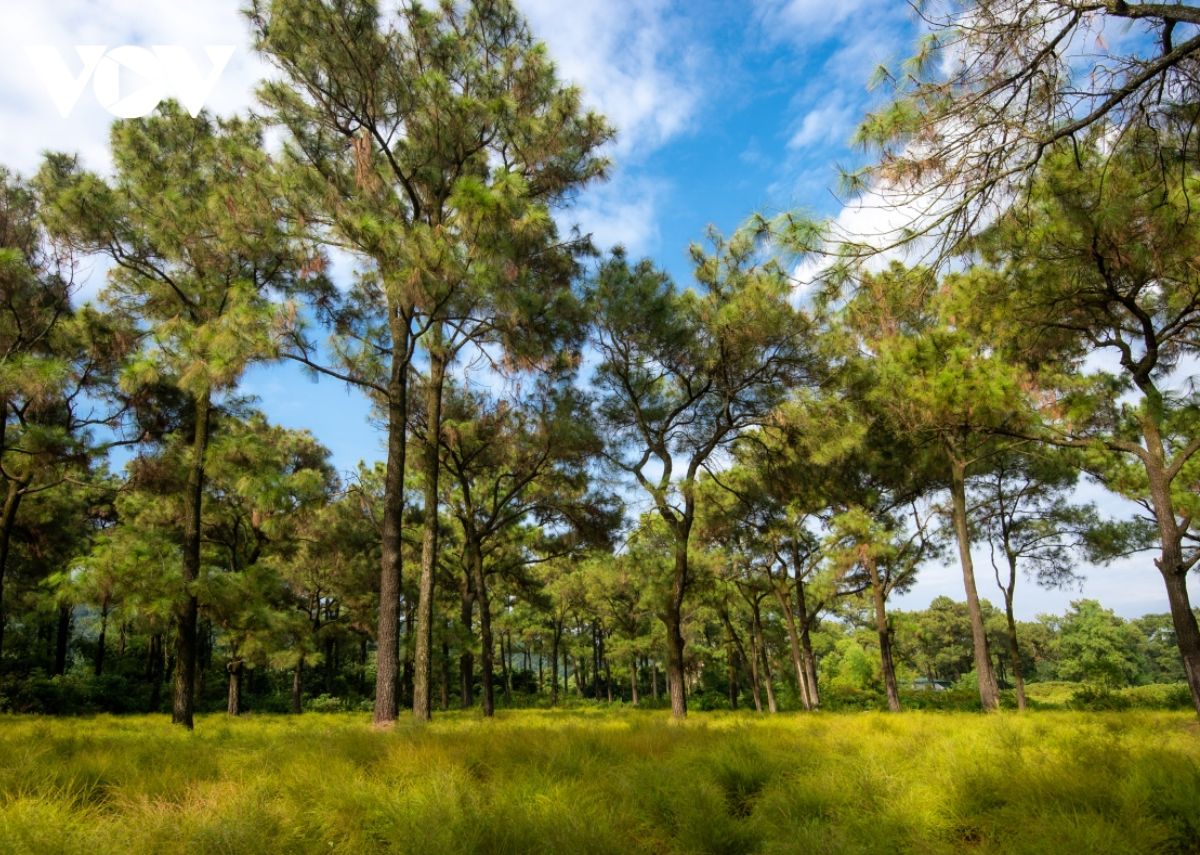 mau xanh muot cua canh dong hoa re Màu xanh mướt của cánh đồng hoa rễ