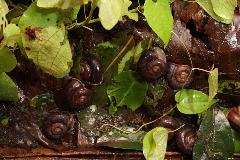 Mùa ốc xu núi Bà Tây Ninh