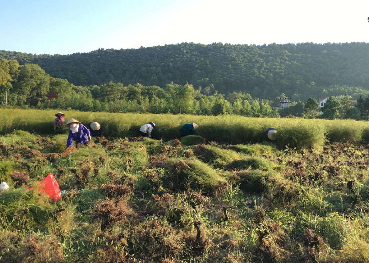 nguoi dan thu hoach cay re Người dân thu hoạch cây rễ