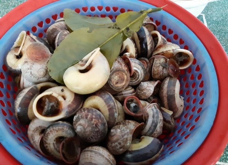 Nơi mua ốc núi Tây Ninh