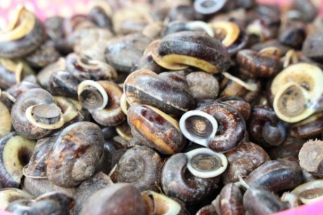 Ốc núi Tây Ninh – Đặc sản độc lạ trời ban cho vùng đất thiêng