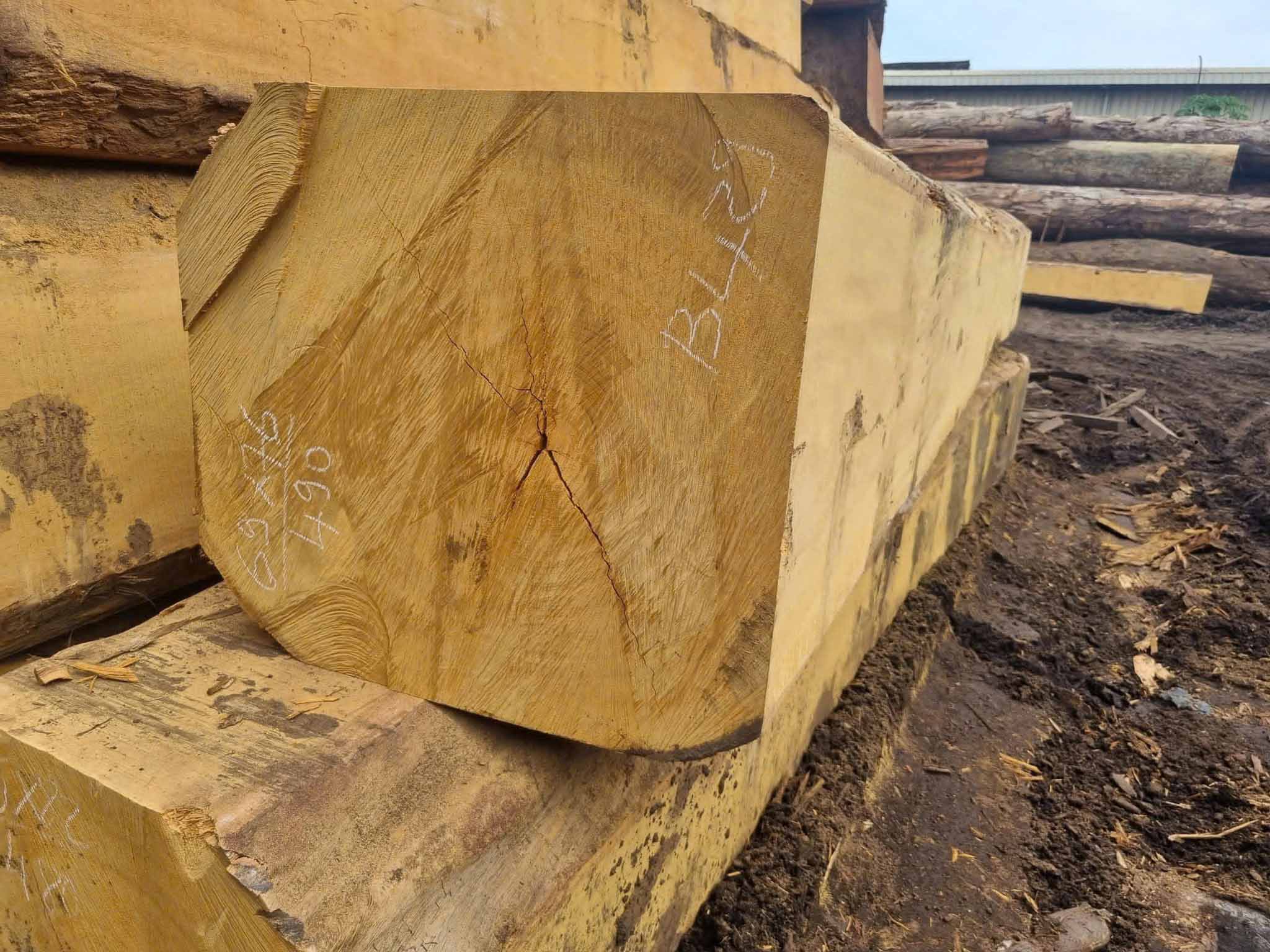 Quy trình chọn gỗ