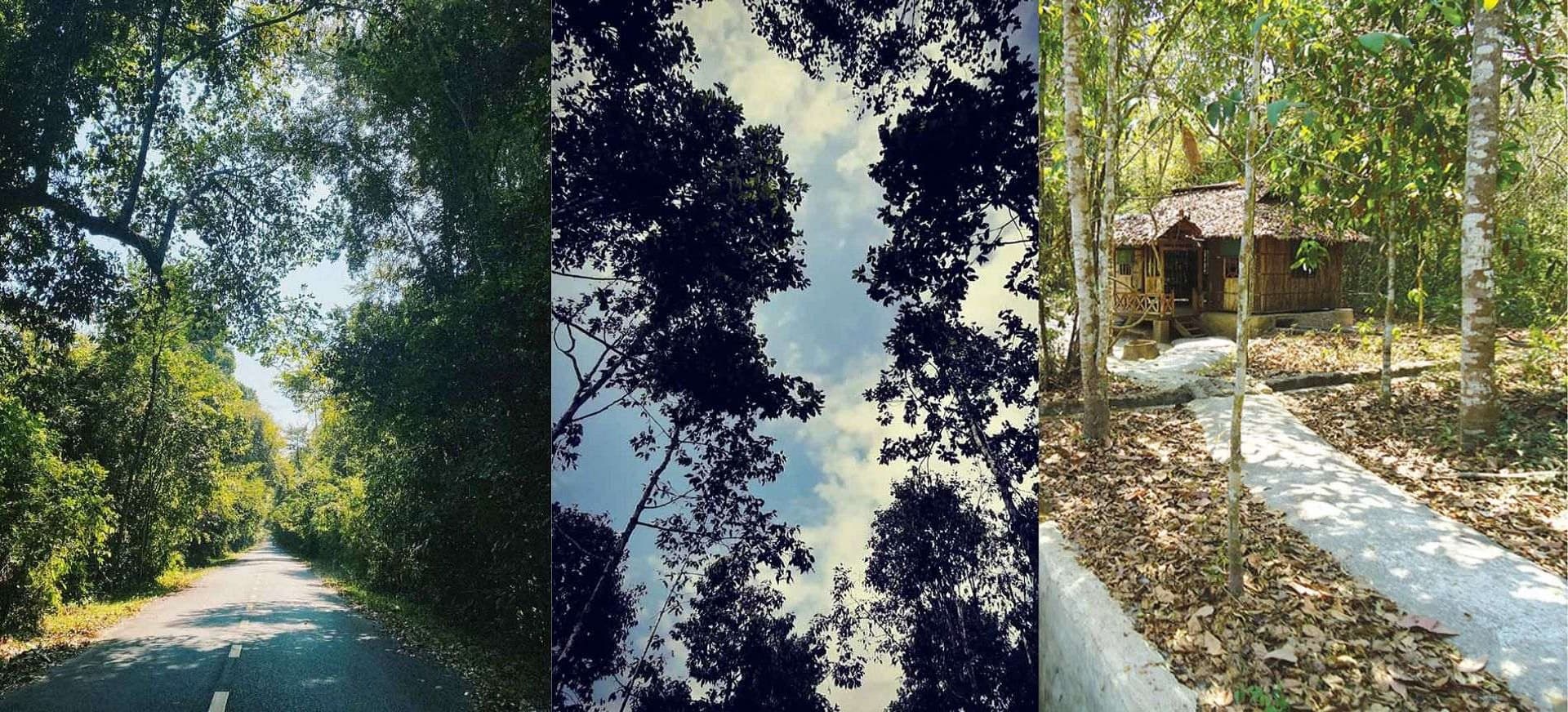 Rừng Chàng Riệc