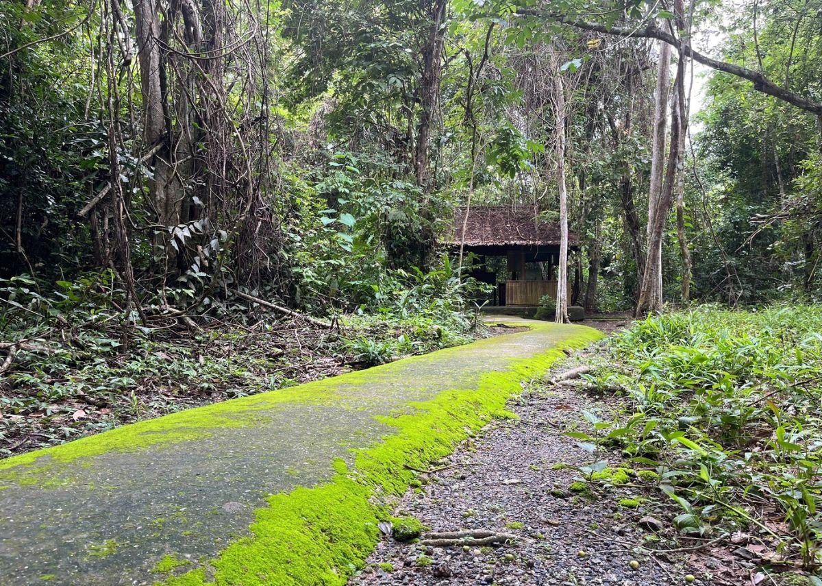 Rừng Chàng Riệc Rừng Chàng Riệc hoang sơ
