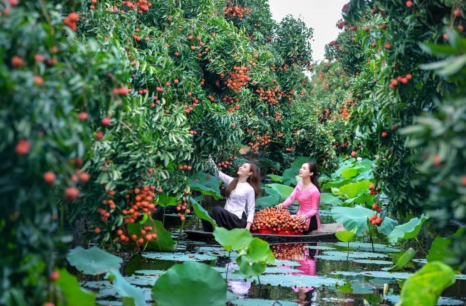 Cây vải tổ Thanh Hà tham quan cây vải tổ Thanh Hà