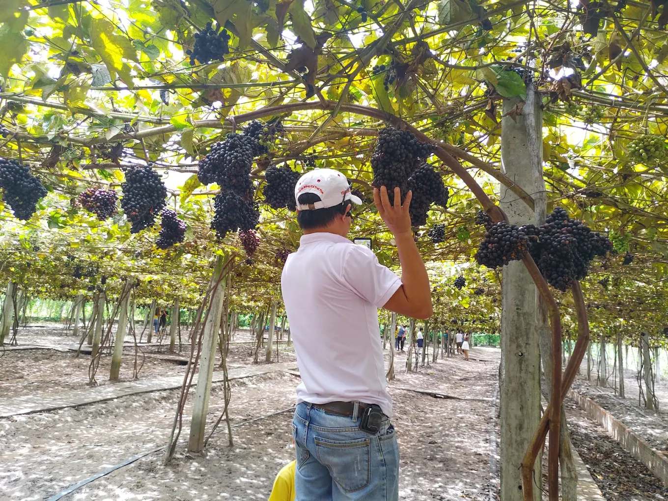 Tham quan vườn nho rừng Tây Ninh
