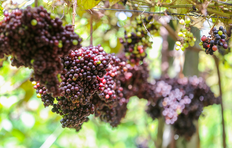 Thời điểm tham quan vườn nho Tây Ninh