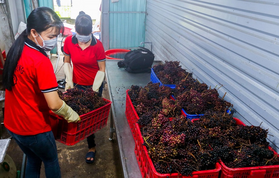 Thu hoạch nho rừng Tây Ninh