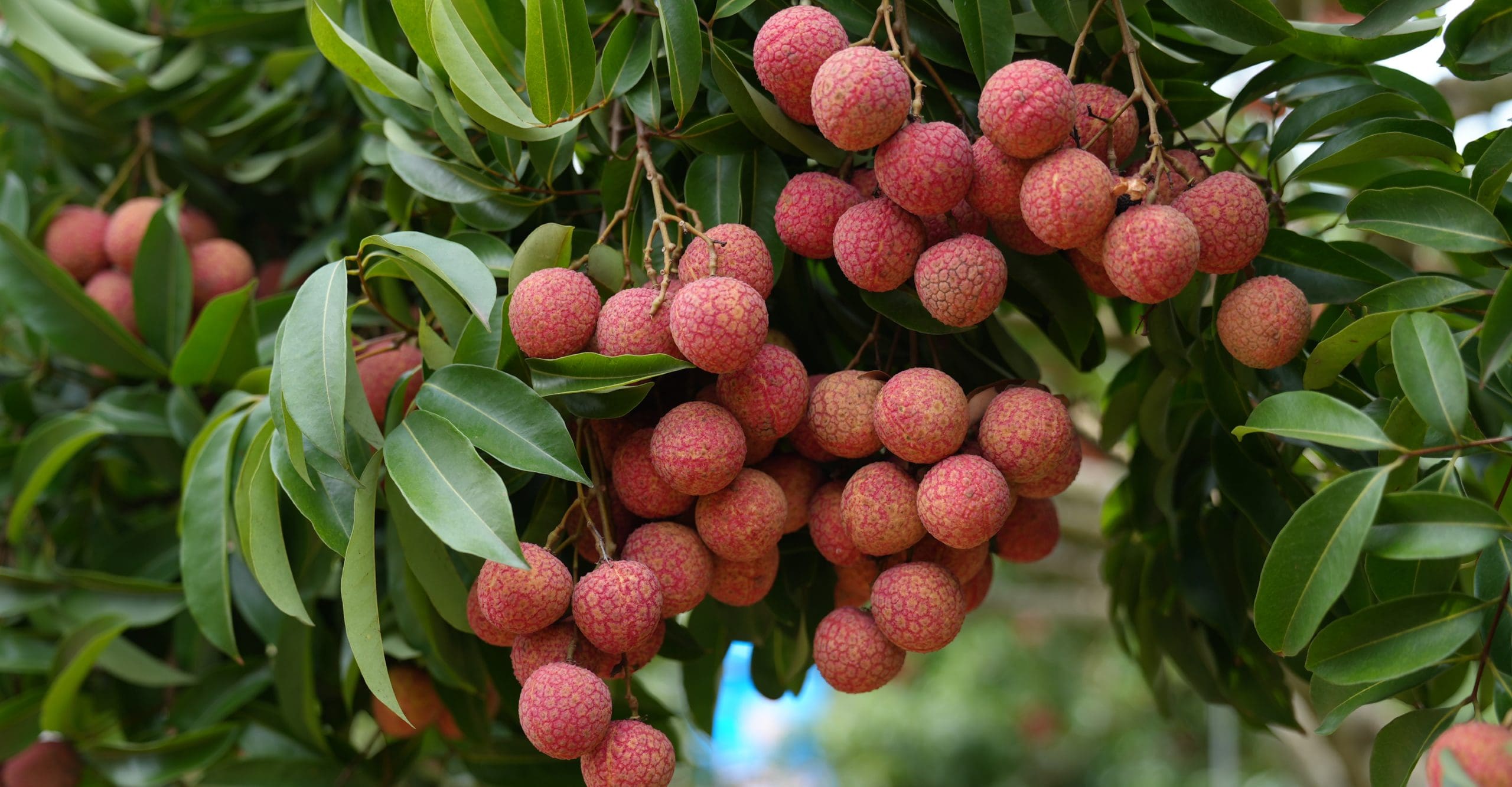 Cây vải tổ Thanh Hà thưởng thức vải thiều Thanh Hà