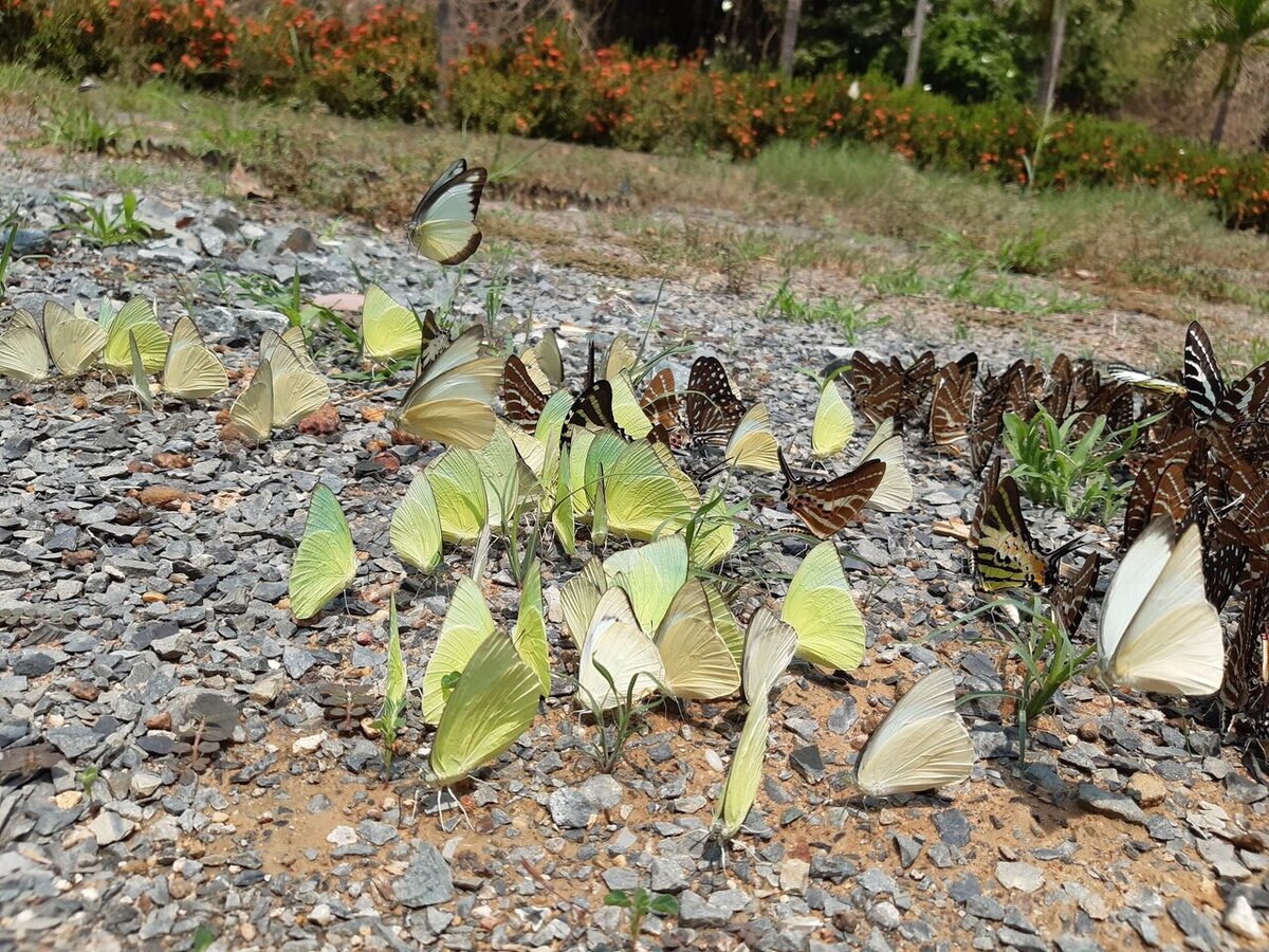 Tour tham quan vườn quốc gia Lò Gò Xa Mát