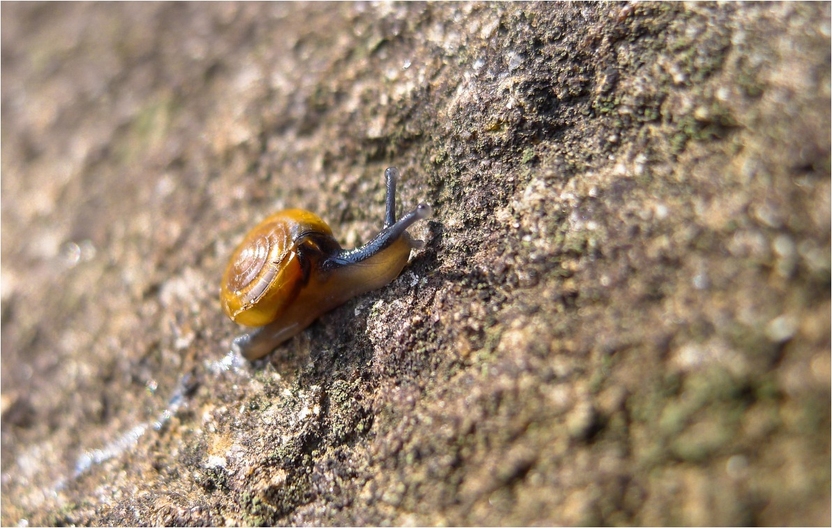 Truyền thuyết về ốc núi Bà Đen Tây Ninh