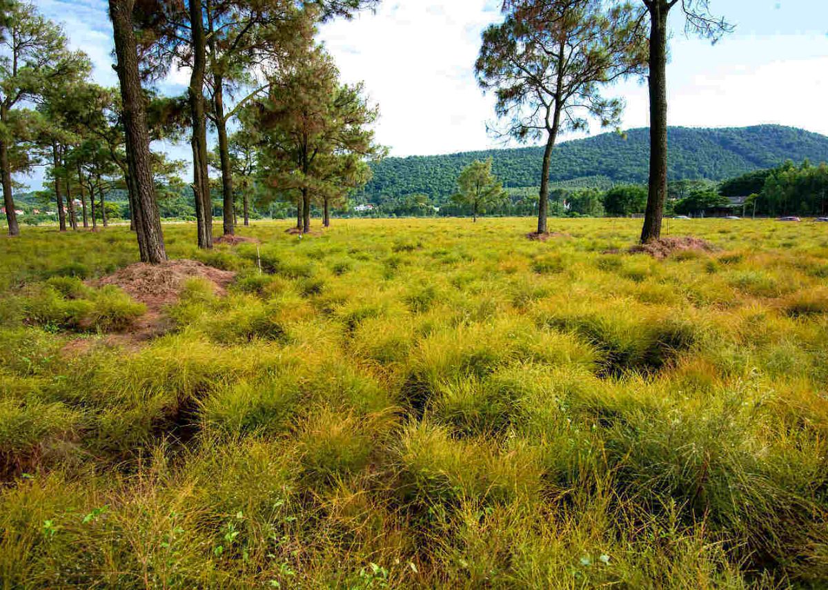 ve dep canh dong hoa re hai duong Vẻ đẹp cánh đồng hoa rễ Hải Dương