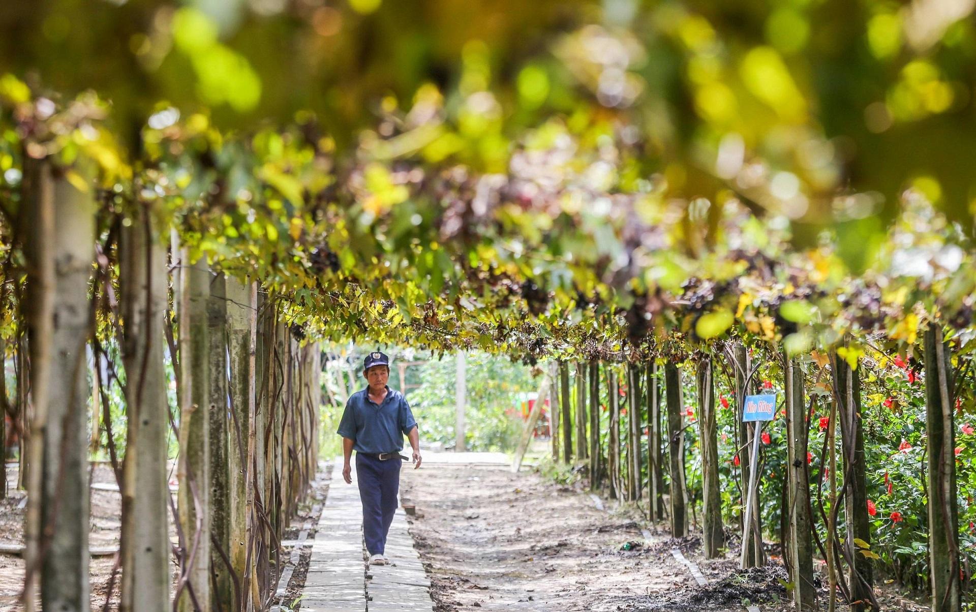 Vườn nho Tây Ninh