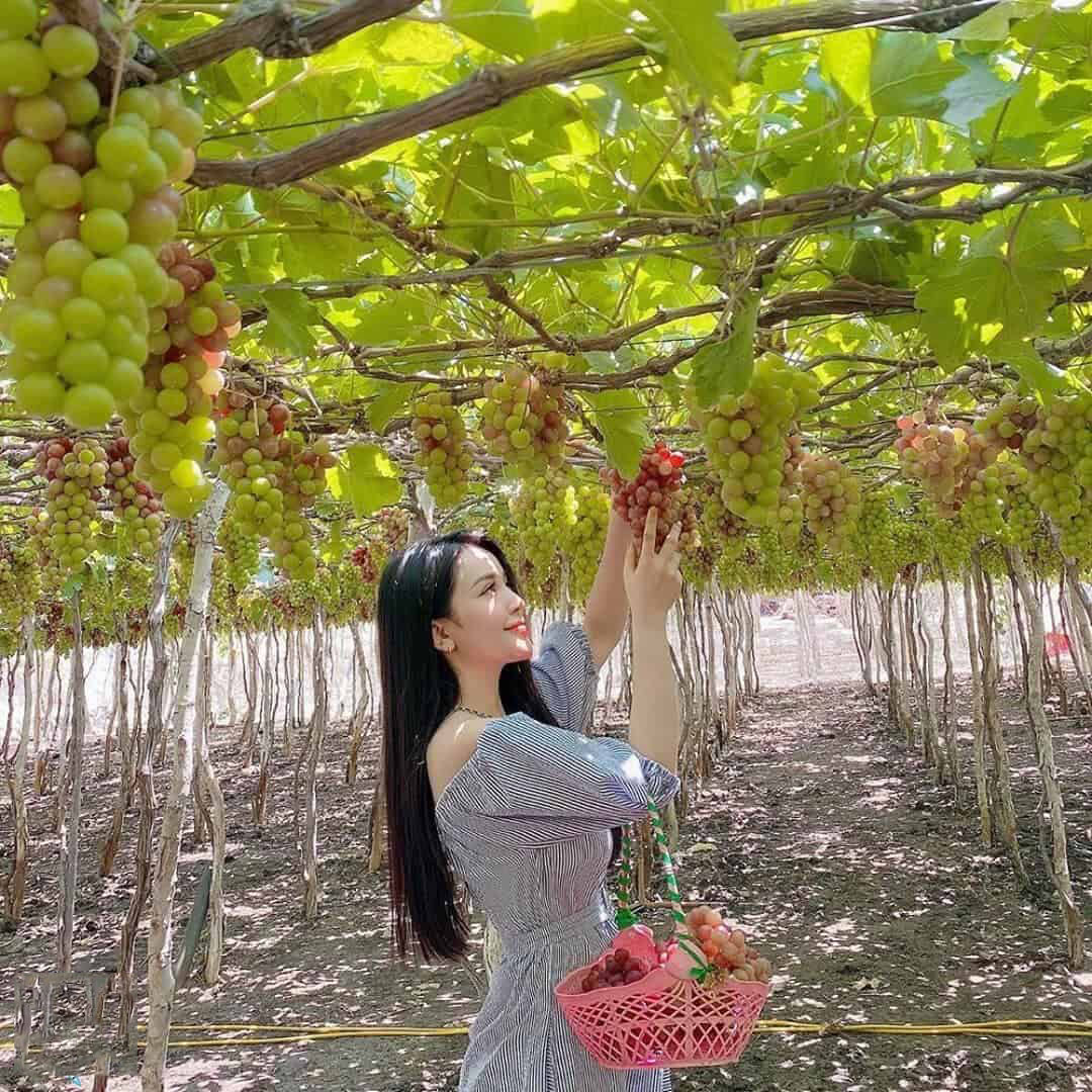 Vườn nho Tây Ninh