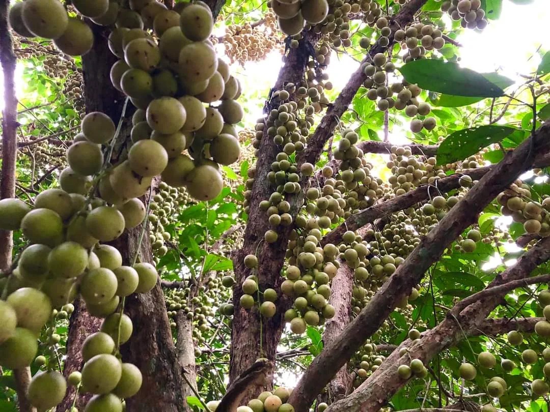 Địa điểm du lịch Tây Ninh vườn trái cây Gò Chùa