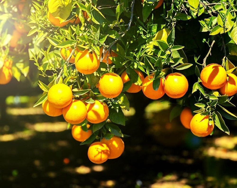 Vườn trái cây Tây Ninh