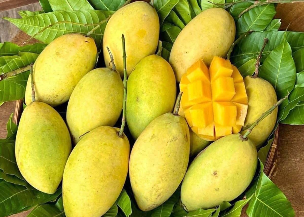 Xoài cát Cần Giờ