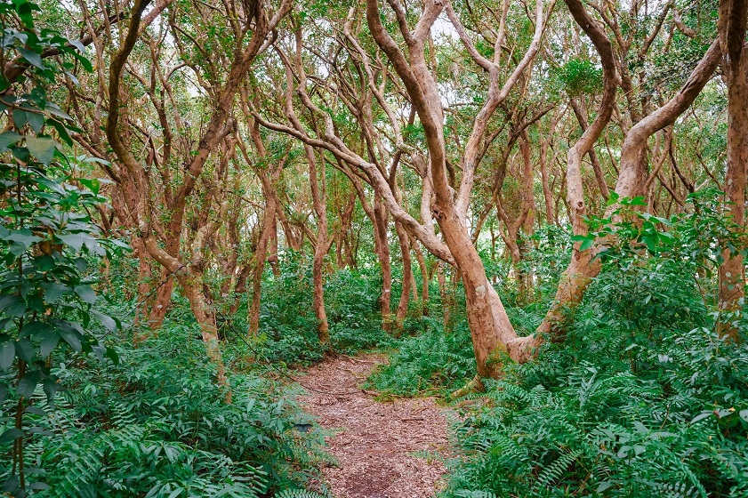 Capture stunning scenes at the nearby Tram Forest