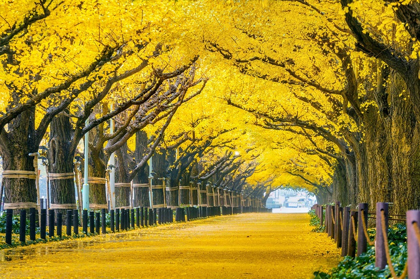 Japan one of the best countries to visit in November from India