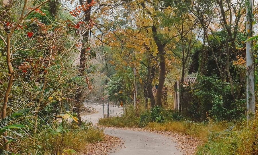 Chùa Thanh Mai Rừng phong chùa Thanh Mai Chí Linh