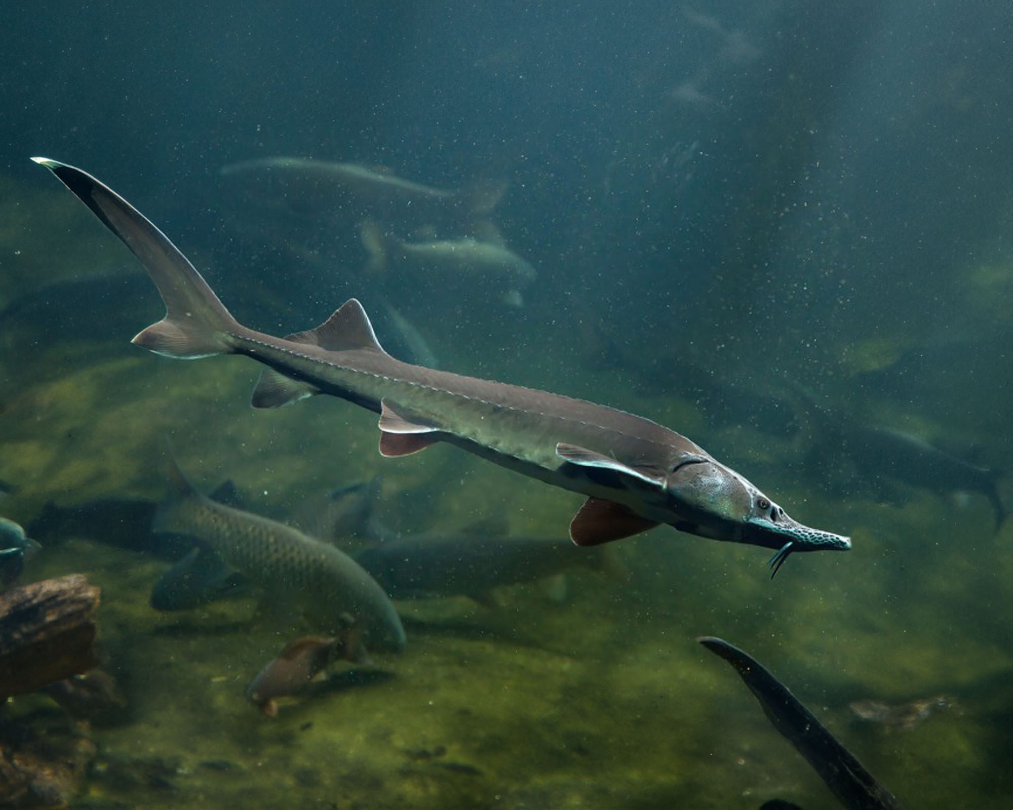 TZ Teichfische sibirischer stoer acipenser baerii