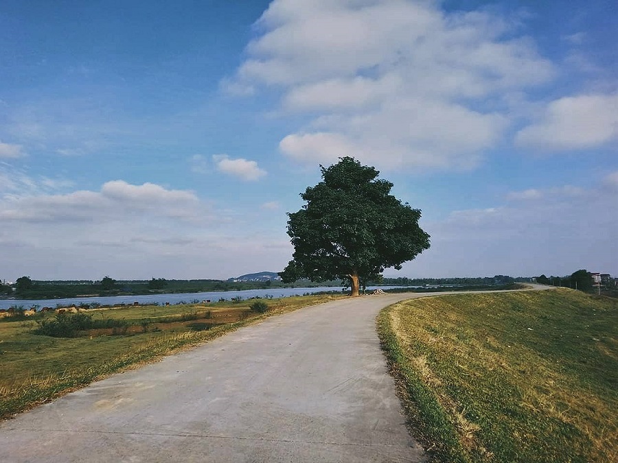 Cây cô đơn đê Hữu Chấp 