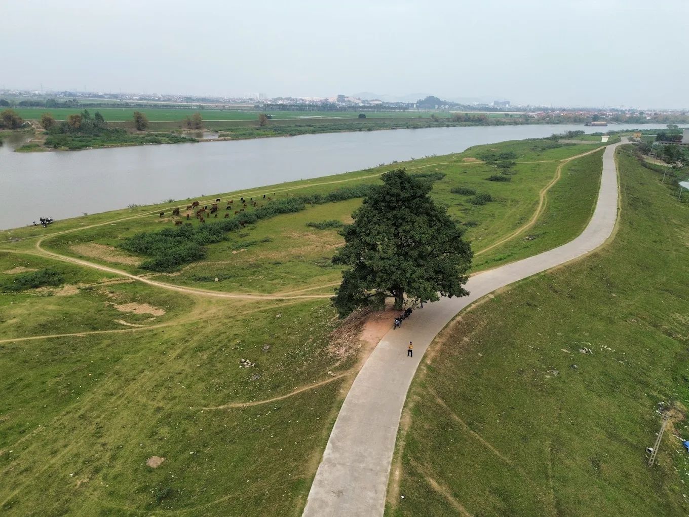 Cây cô đơn đê Hữu Chấp Bắc Ninh