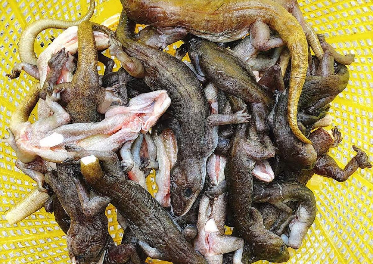 Thằn lằn núi Tây Ninh Đặc điểm con thằn lằn núi