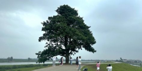 Lịch trình du lịch Bắc Ninh 1 ngày ăn đủ nơi, chơi đủ chốn