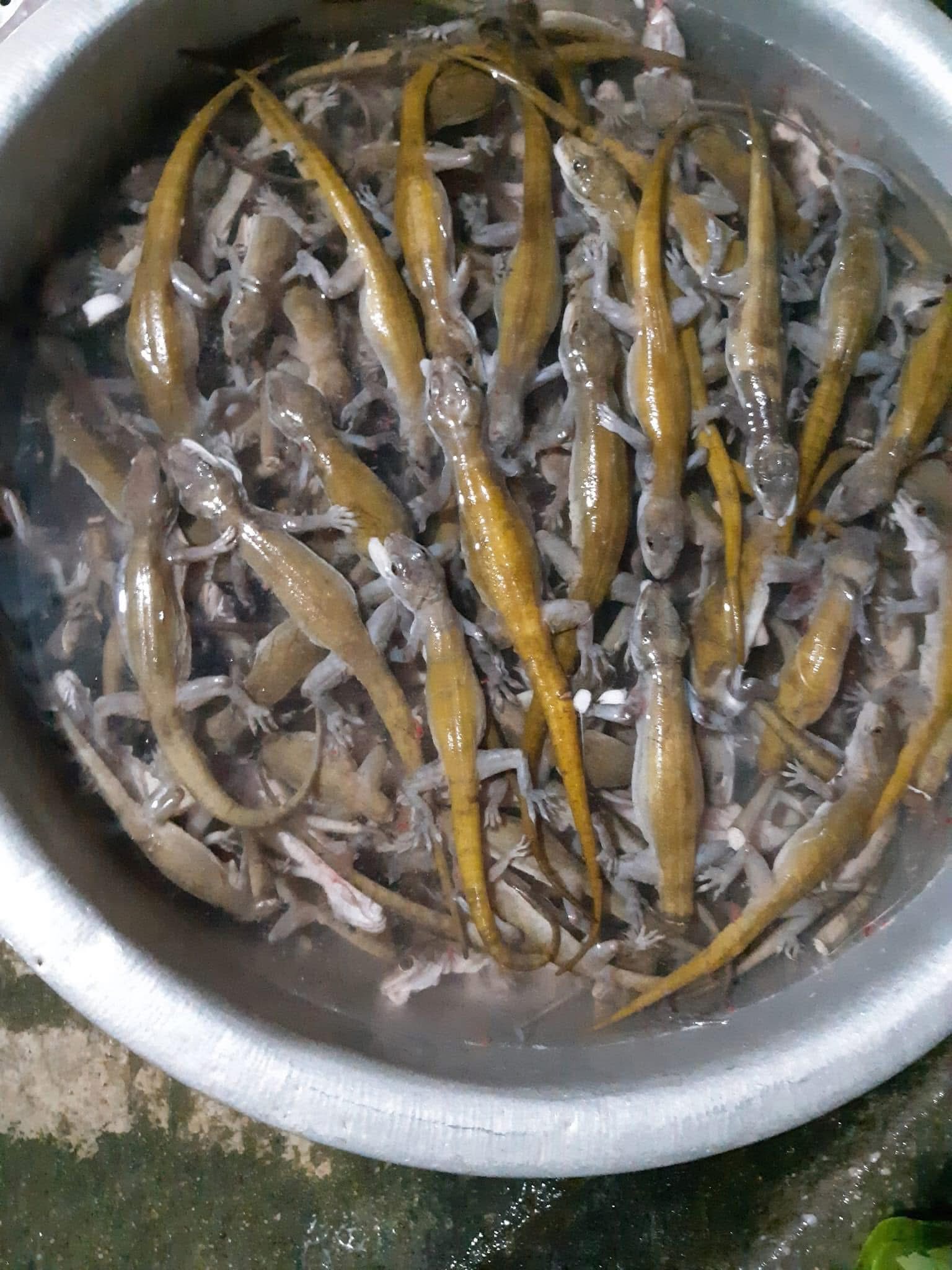 Thằn lằn núi Tây Ninh Giá bán thằn lằn núi Tây Ninh