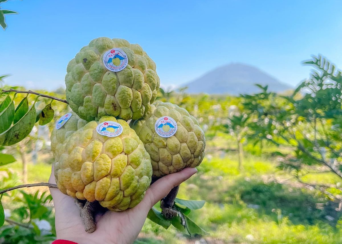 Ăn gì ở Tây Ninh Mãng cầu Tây Ninh