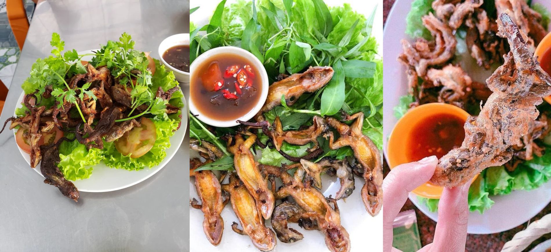 Thằn lằn núi Tây Ninh