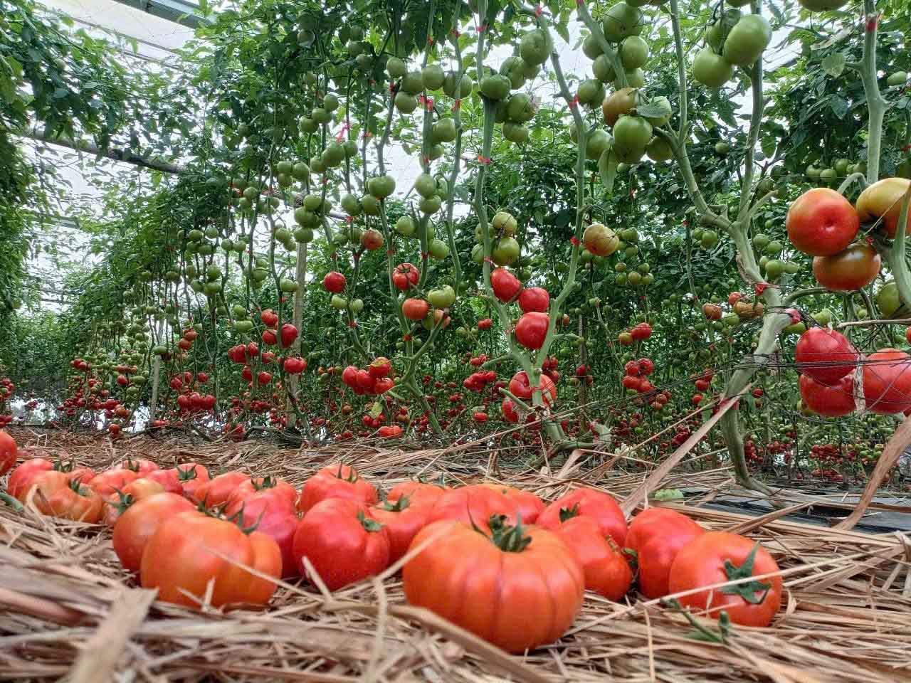 Trại công nghệ cao tại Măng Đen