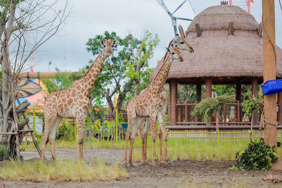 Vườn thú VinWonders Vũ Yên