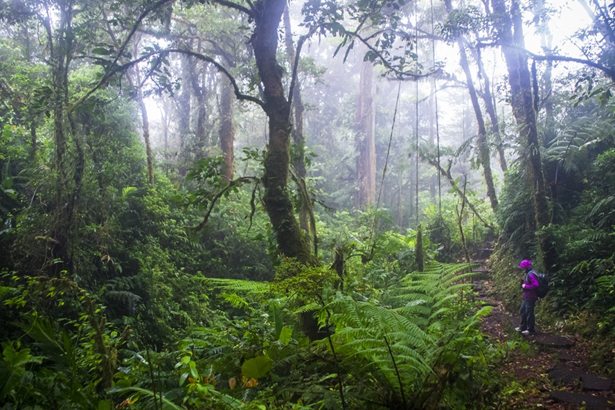 Misty treetops in Monteverde