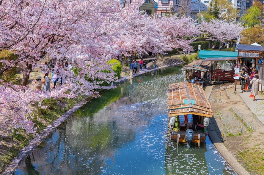 Sakura lined canal in kyoto