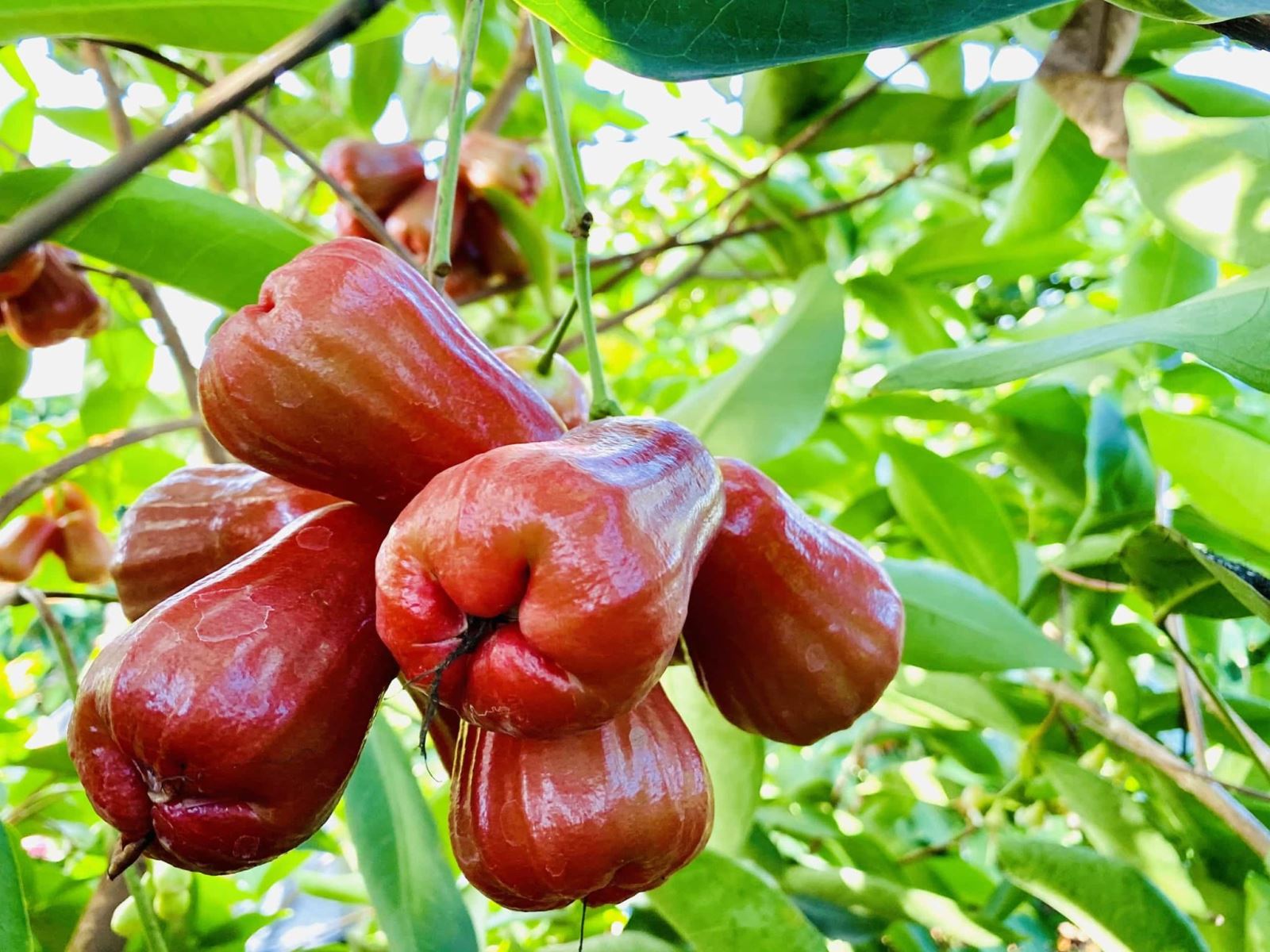 Vietnam fruit season Vietnam offers travelers a wealth of diverse Vietnam fruit seasons