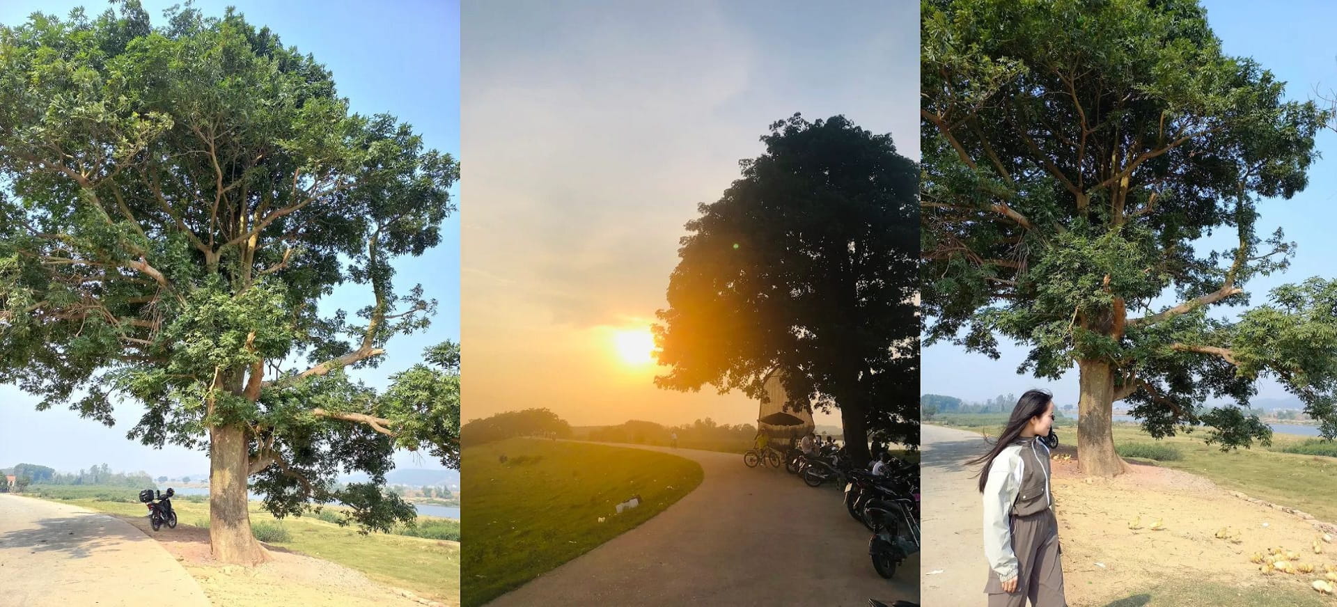 Cây cô đơn đê Hữu Chấp