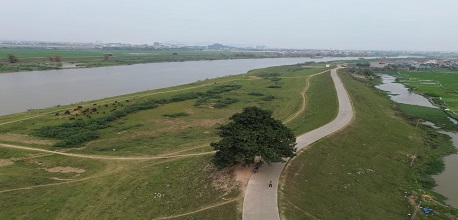 Cây cô đơn đê Hữu Chấp: Điểm check-in nổi tiếng Bắc Ninh