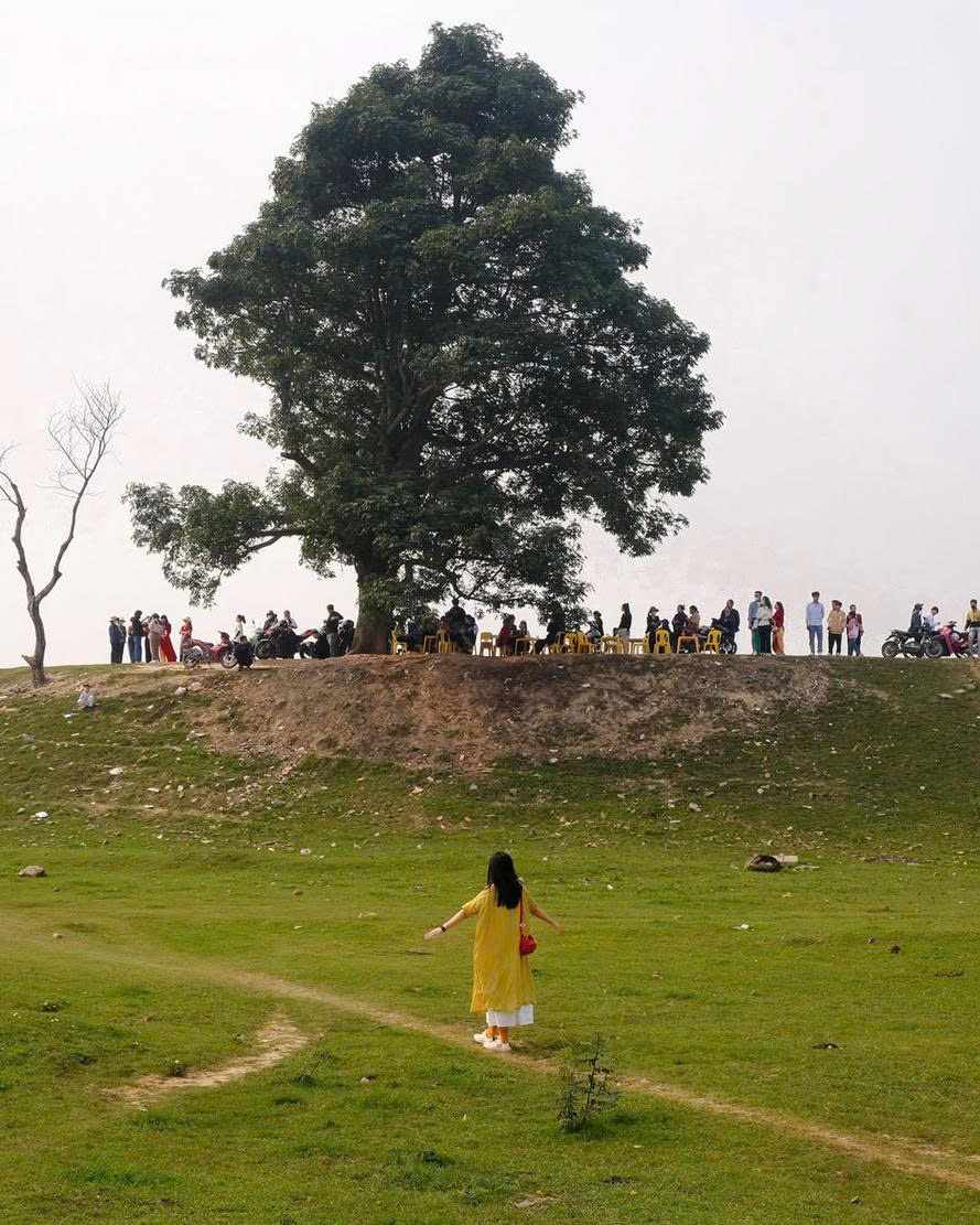 Check-in tại cây cô đơn Hữu Chấp Bắc Ninh